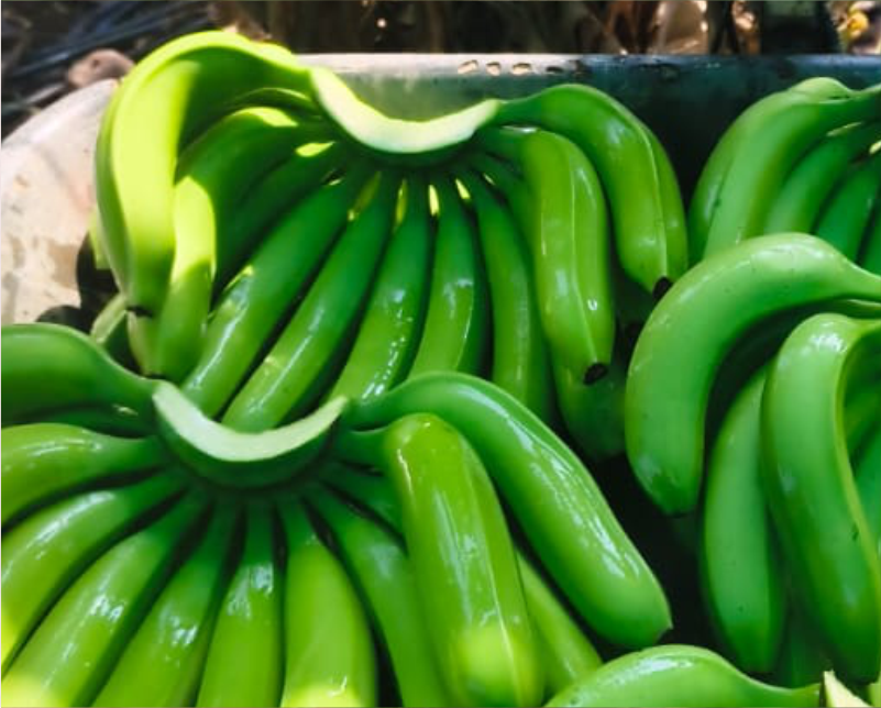 Cavendish Banana